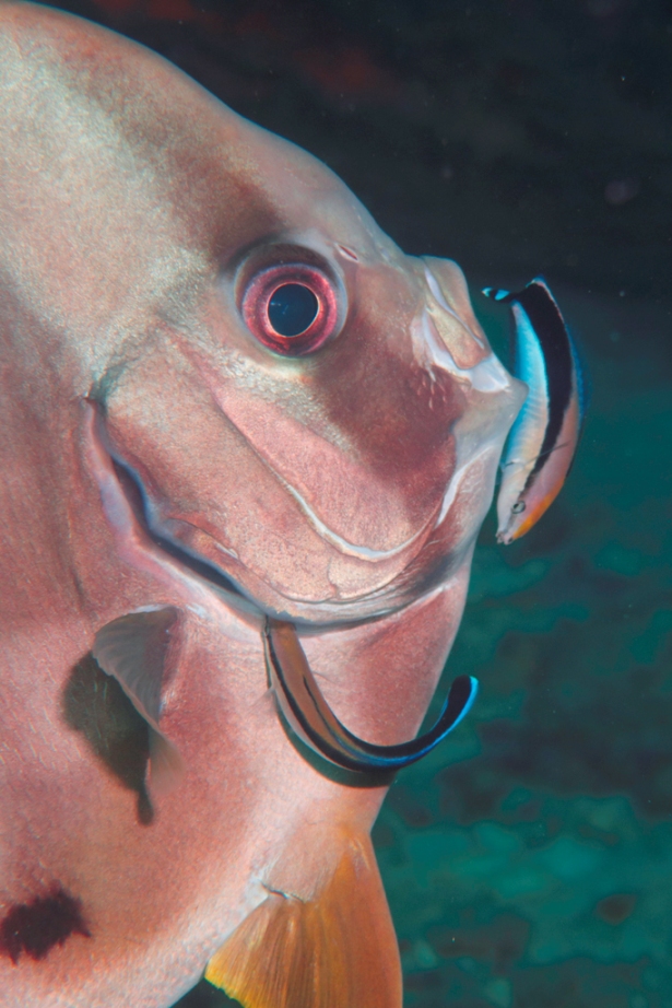 Batfish being cleaned by cleaner wrasse